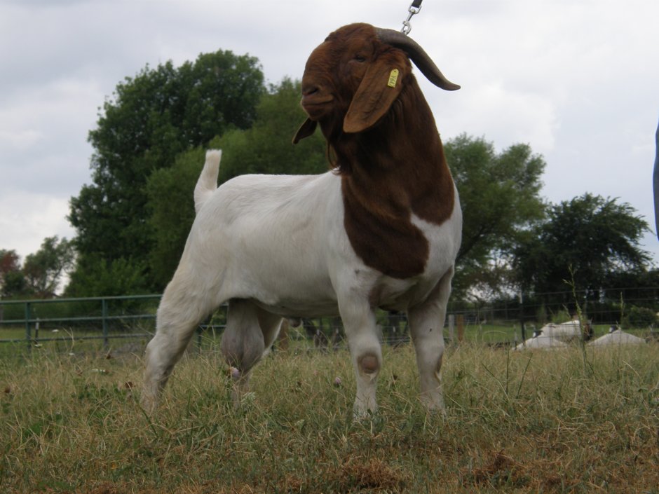 Козлы порода Boer