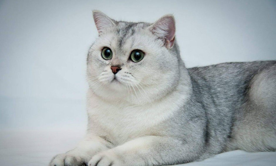 Тикированная шиншилла серебристая