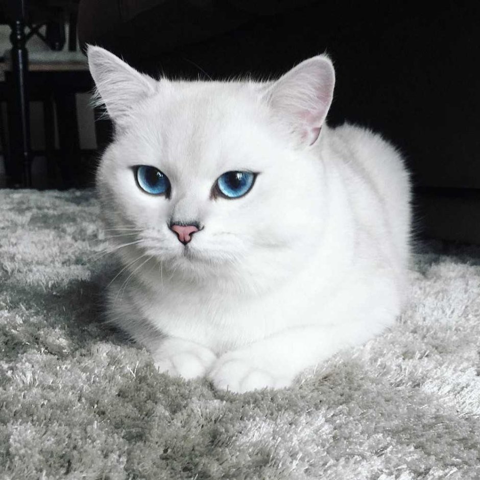 Шиншилла Пойнт Коби