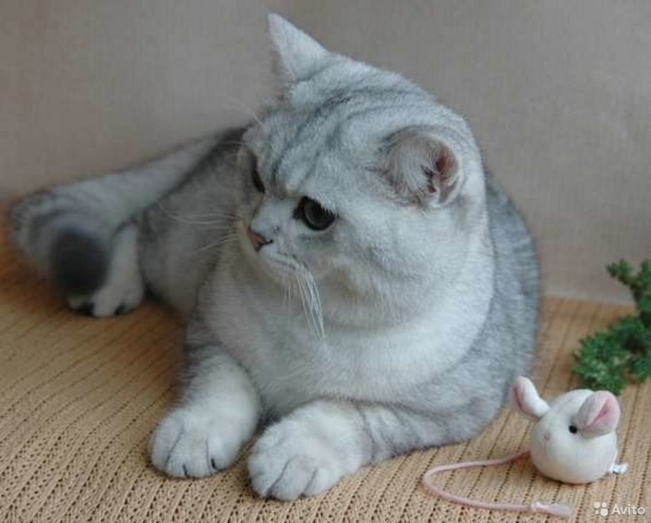 Британский кот шиншилла