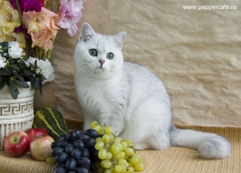 Британская короткошёрстная кошка шиншилла серебристая