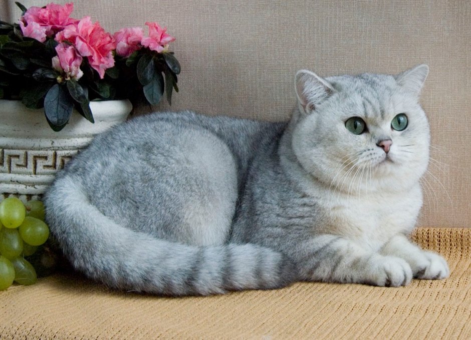 Британская Сибирская шиншилла