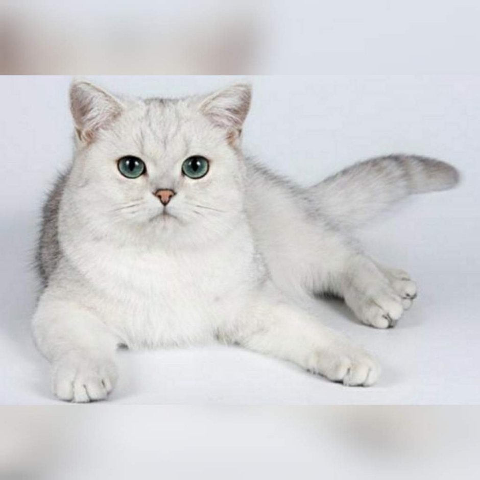 Шотландская серебристая шиншилла