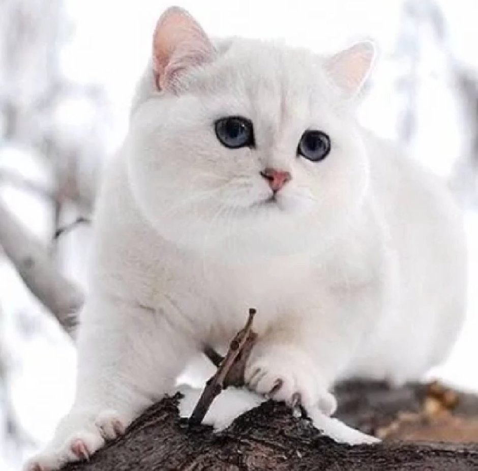 Снежная шиншилла кошка