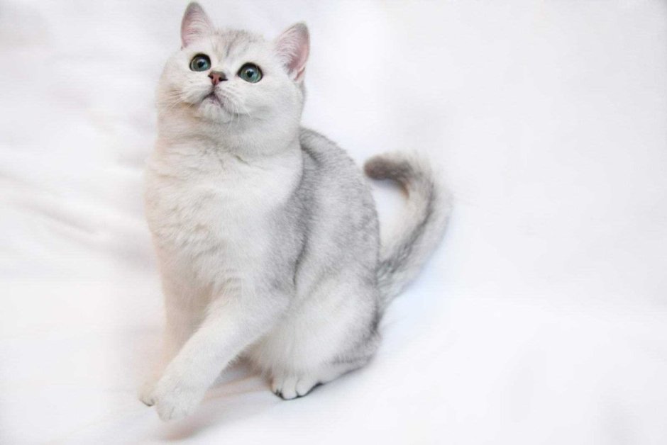 Бурмилла шиншилла
