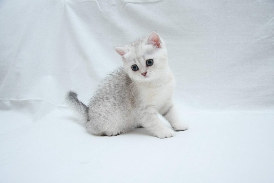 Британская короткошёрстная шиншилла белая