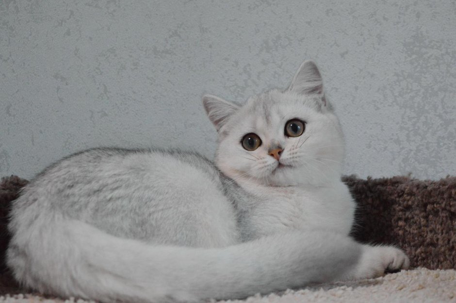 Шиншилла Британская голубая