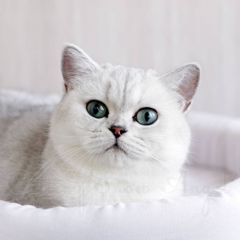 Британская шиншилла кошка