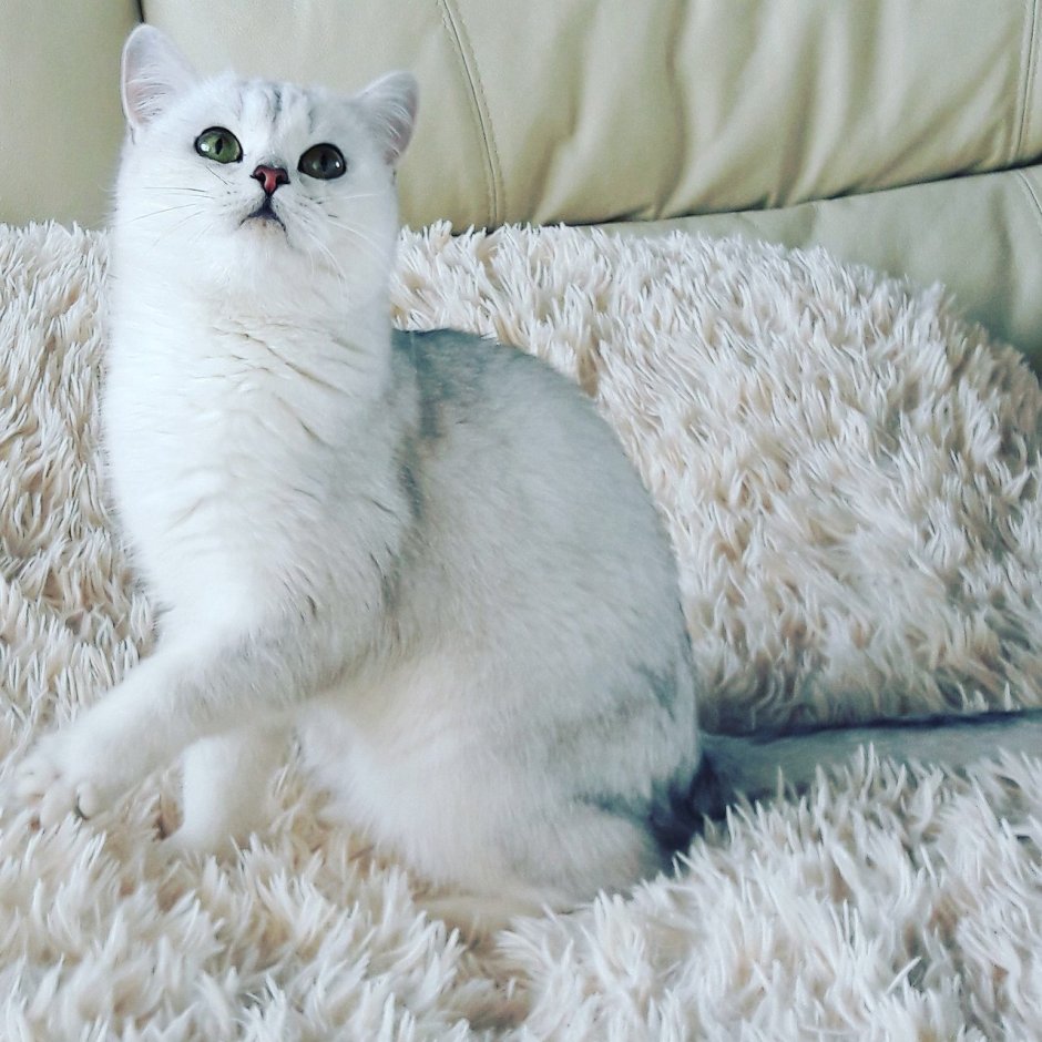 Серебристая шиншилла кошка