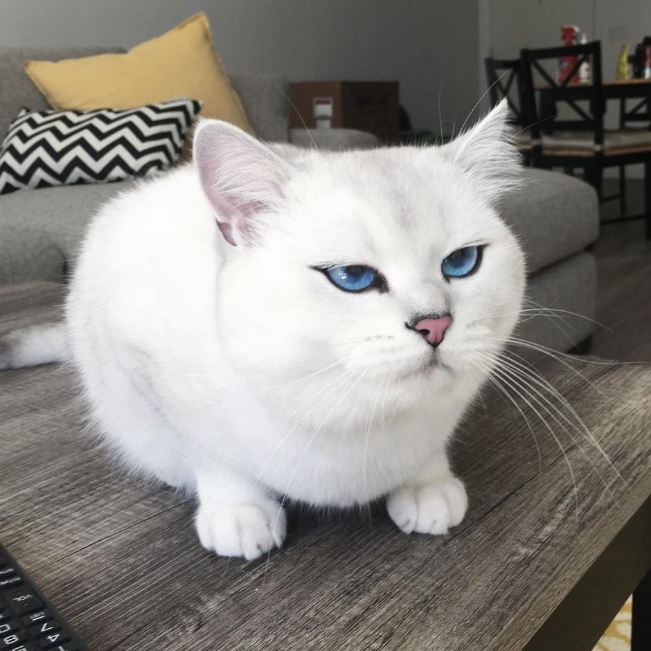 Британская шиншилла котята