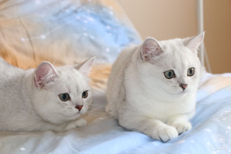 Серебристая шиншилла британец