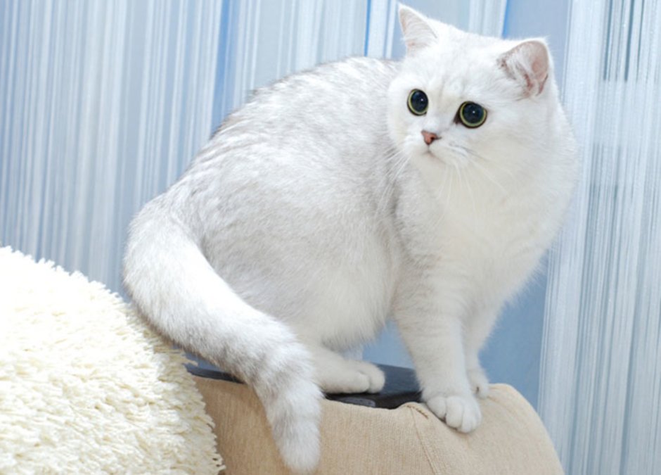 Тикированная шиншилла серебристая
