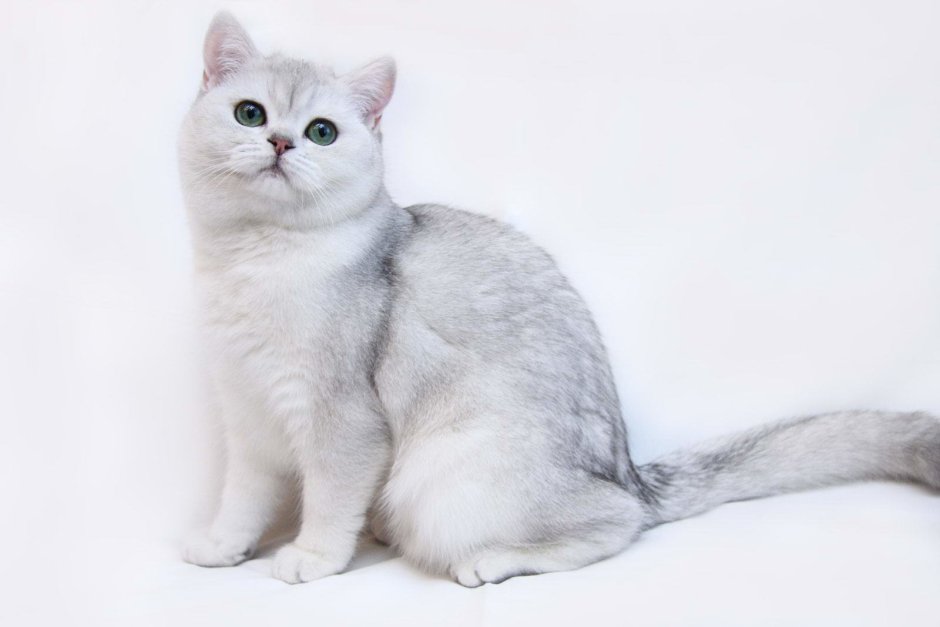 Британская шиншилла