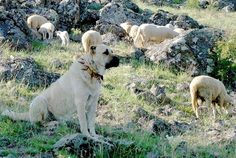 Турецкий алабай кангал