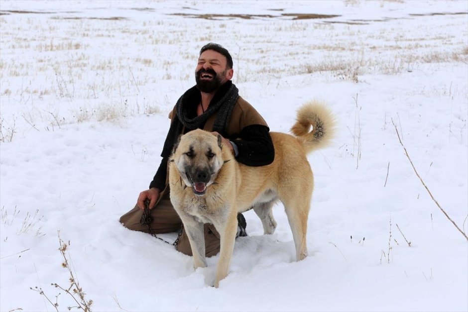 КОЛГАН собака