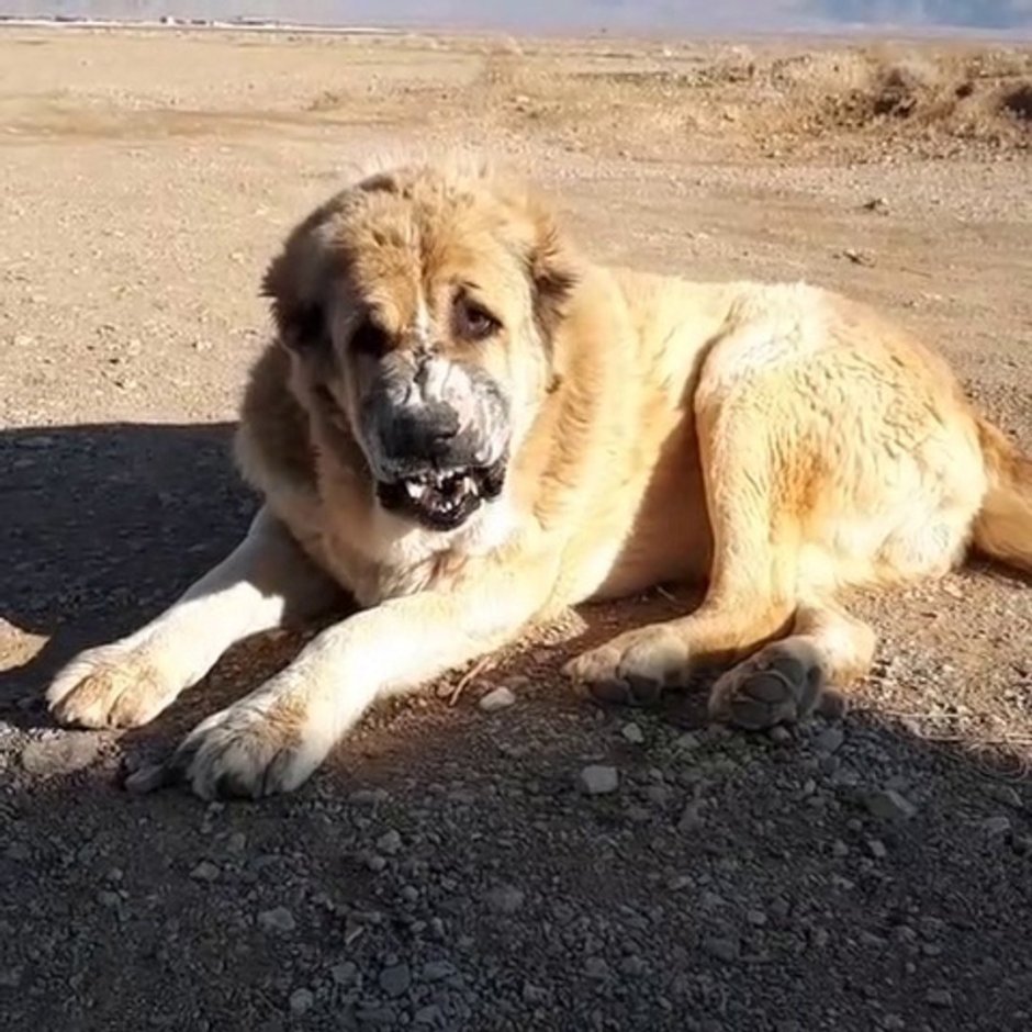 Турецкий алабай кангал