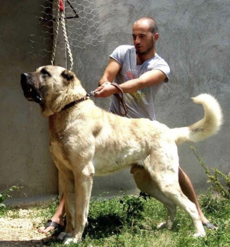 Турецкий кангал