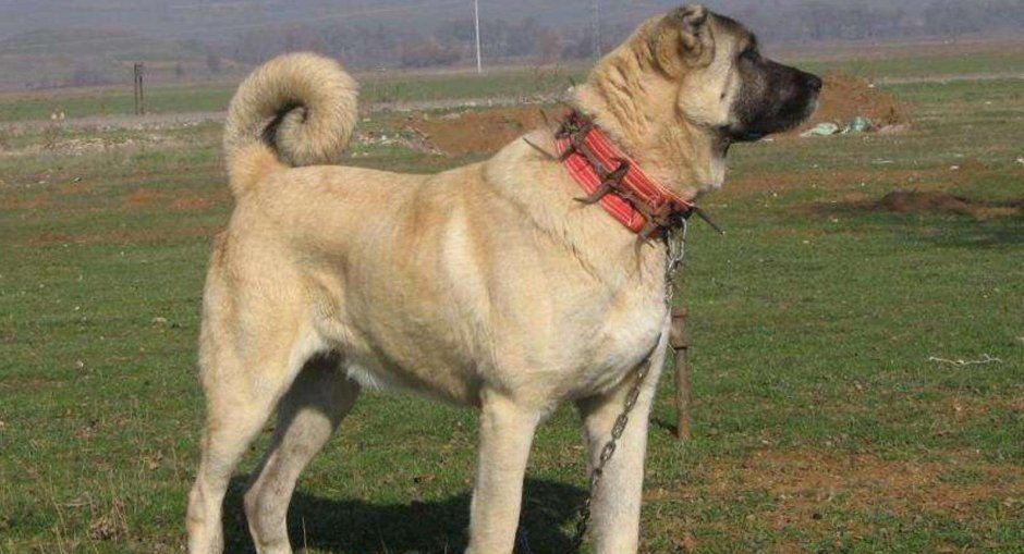 Кангал Савас