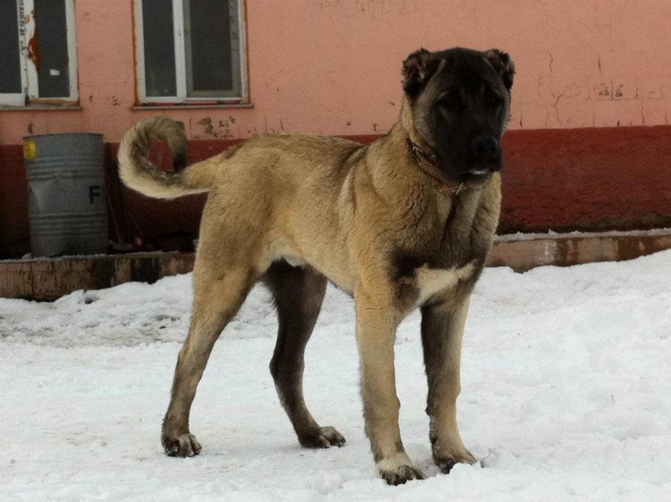 Турецкий калган порода