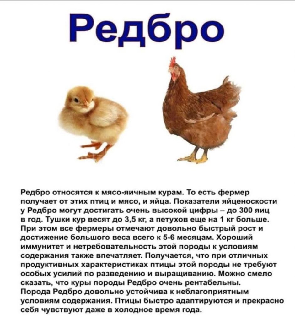 Хаббард Редбро