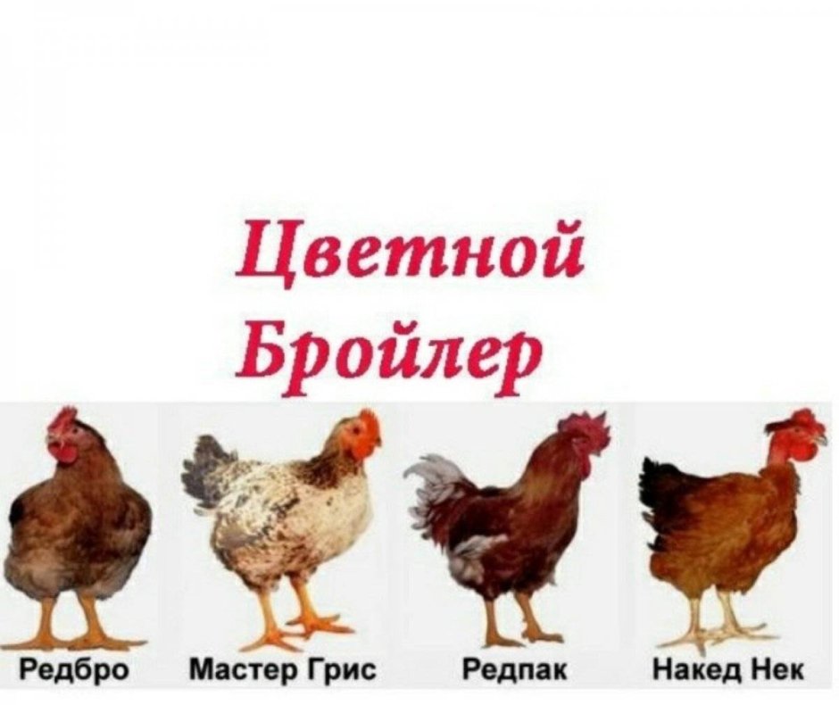 Цветной бройлер Редбро