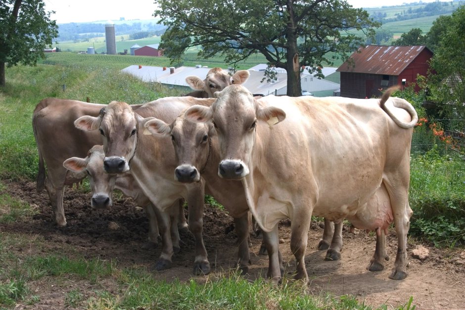 Brown Swiss