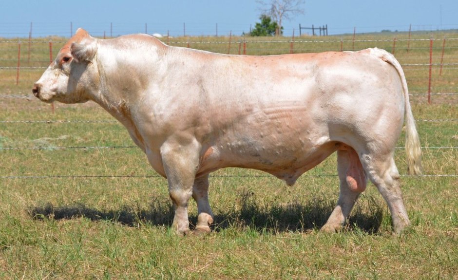 Ford Shorthorn
