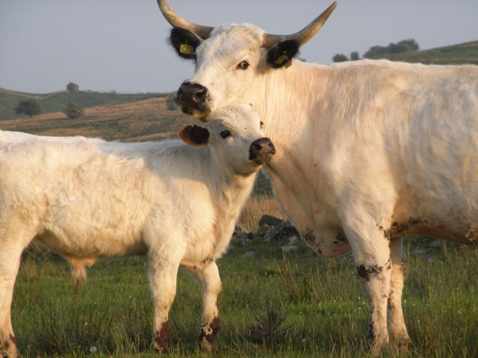 Cow Park