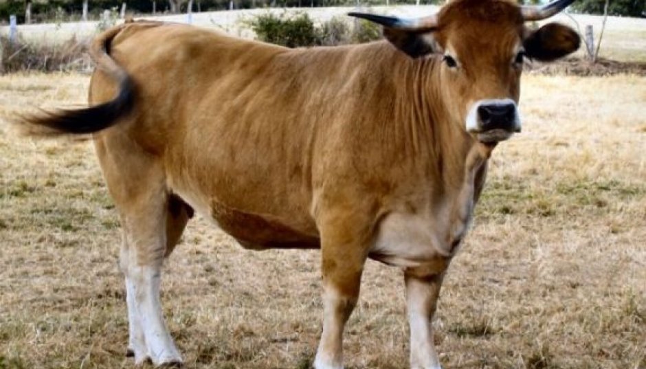 Black-and-White Breed of bulls and Cows