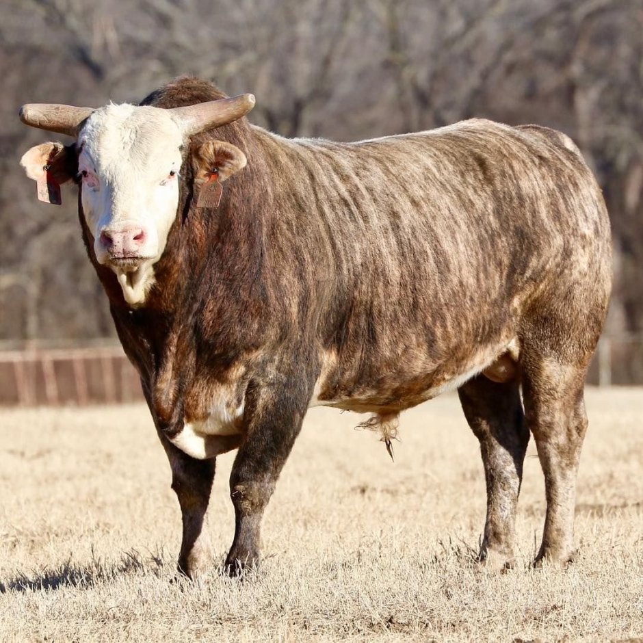 Beef Cattle show