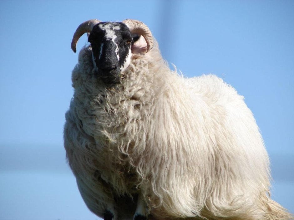 Scottish Blackface Sheep