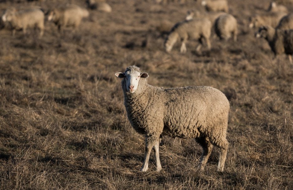 Standing Sheep