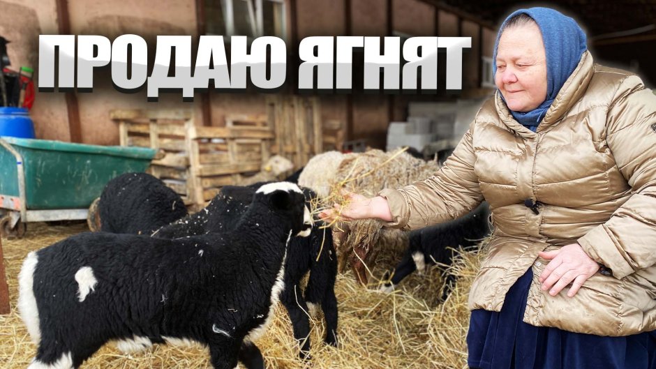 Ромни-марш порода овец