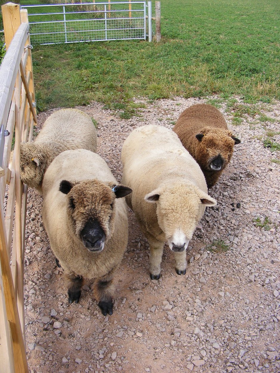 Coloured Ryeland Sheep
