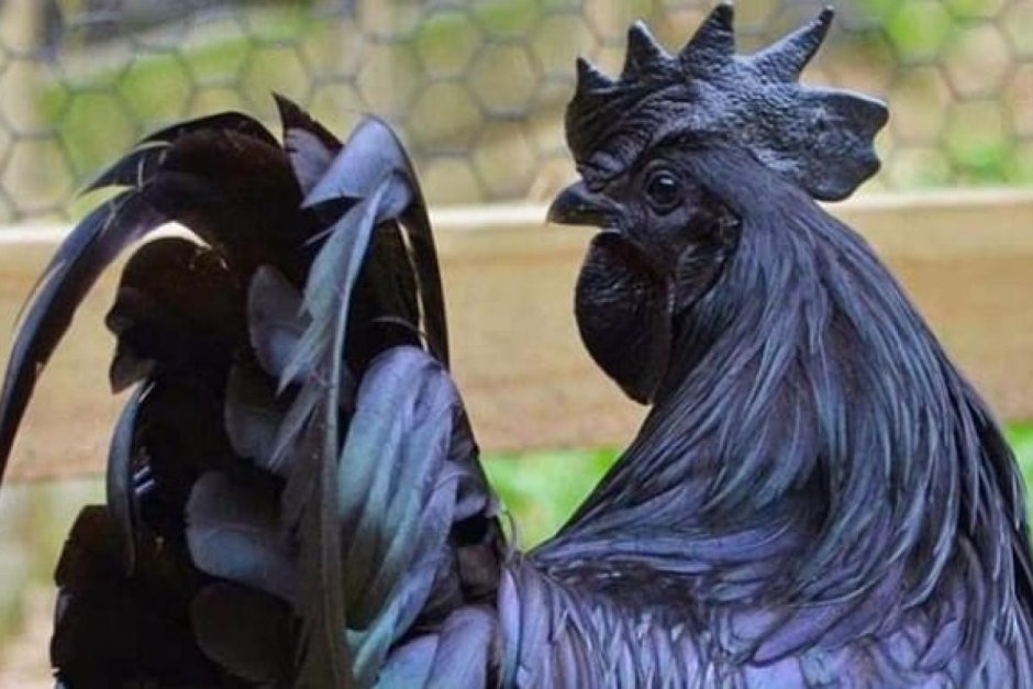Аям чемани ayam Cemani или чёрный петух