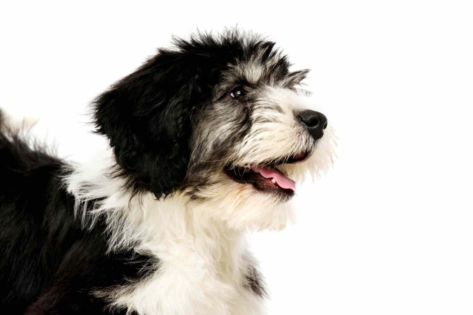 Polish Lowland Sheepdog