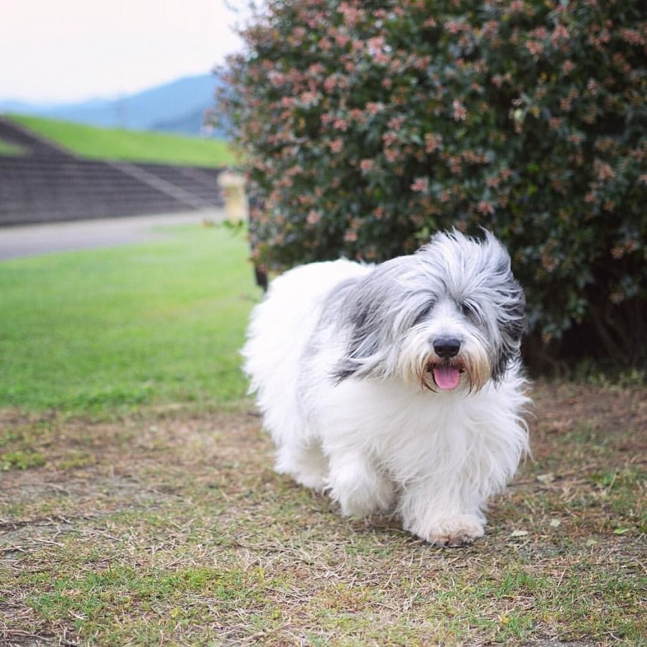 Polish Sheepdog