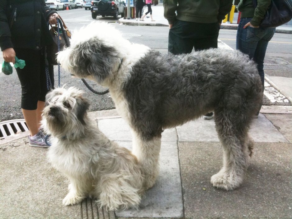 Polish Dog Breeds