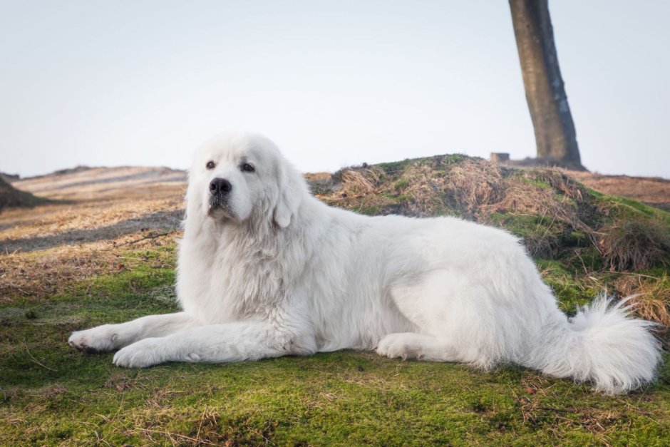 Sheepadoodle White
