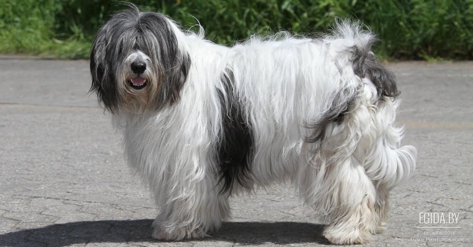 Польская низинная овчарка / Polish Lowland Sheepdog (251) с
