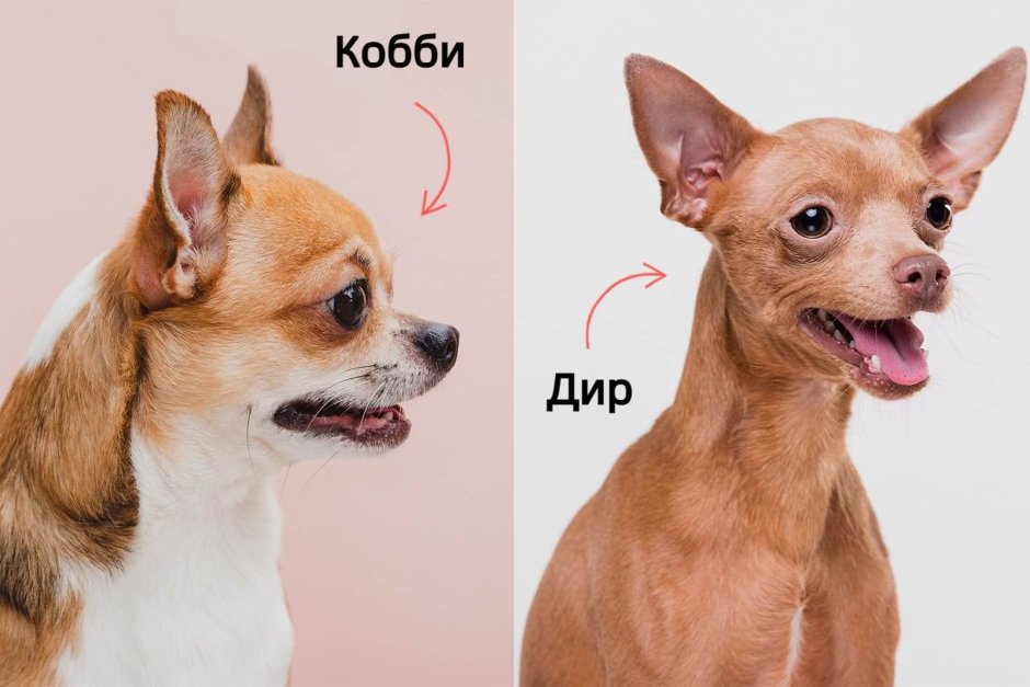 Чихуа Дир и кобби