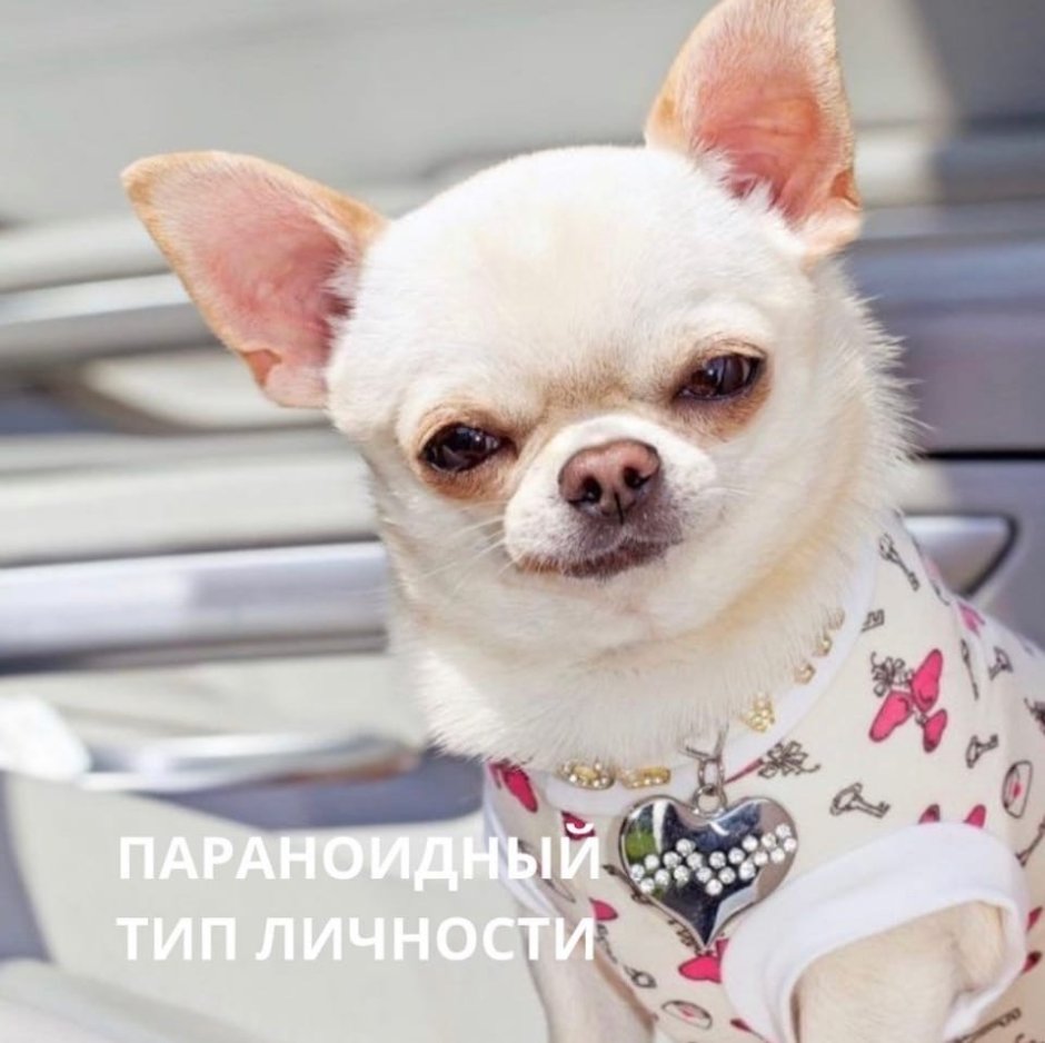 Маленькие комнатные собаки