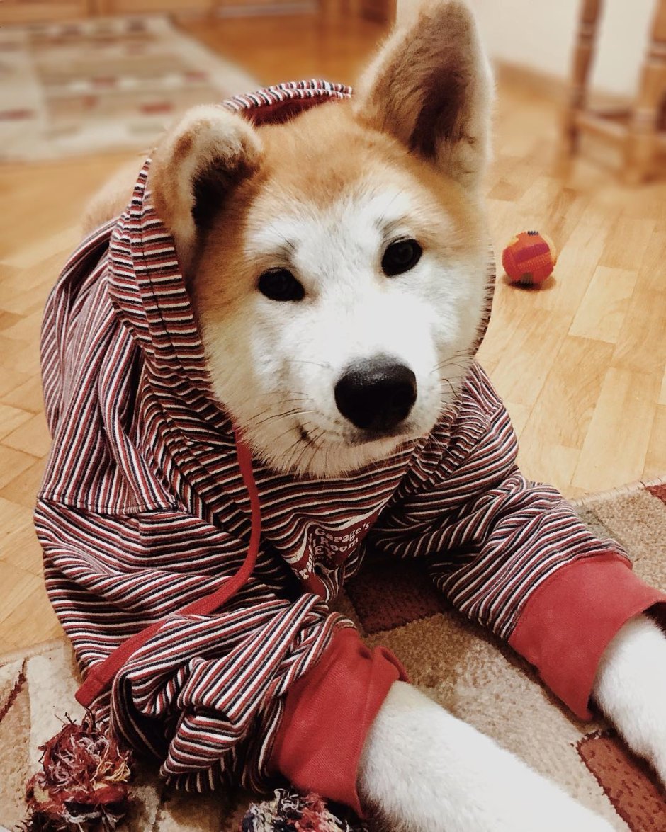 Одежда для собак Акита ину