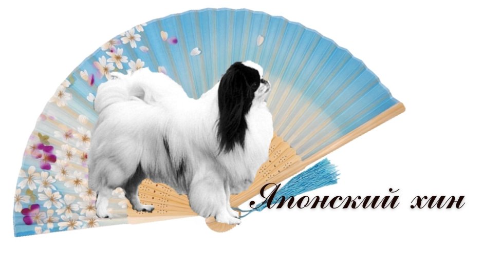 Щенки японского Хина Братск