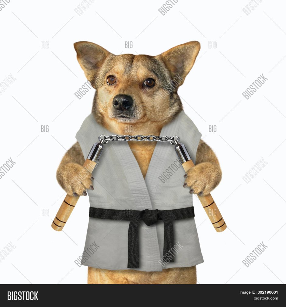 Собака каратист