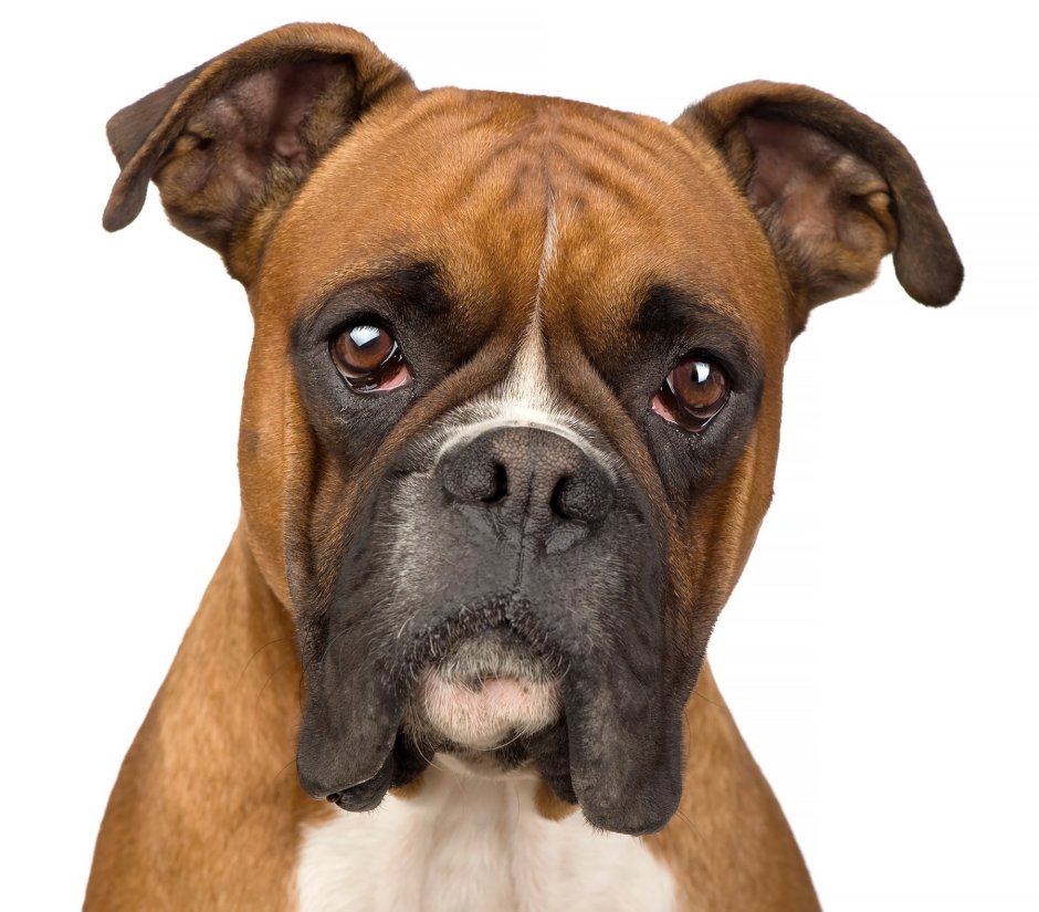 Caine Boxer