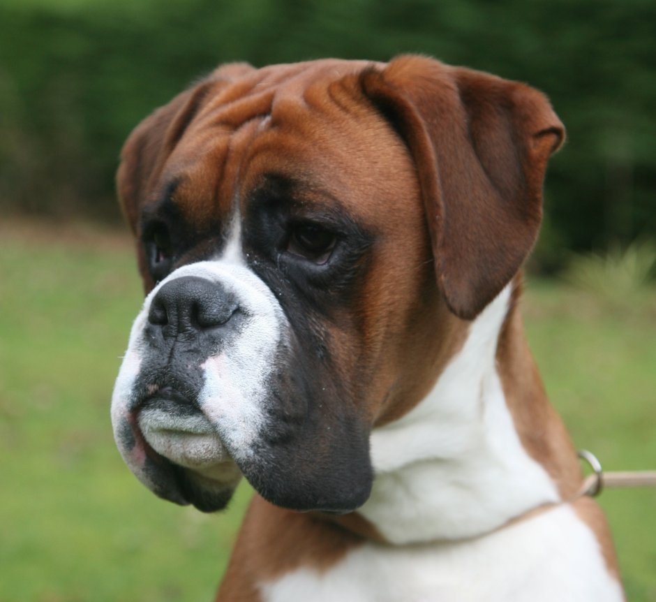Немецкий боксер / Boxer (144) к