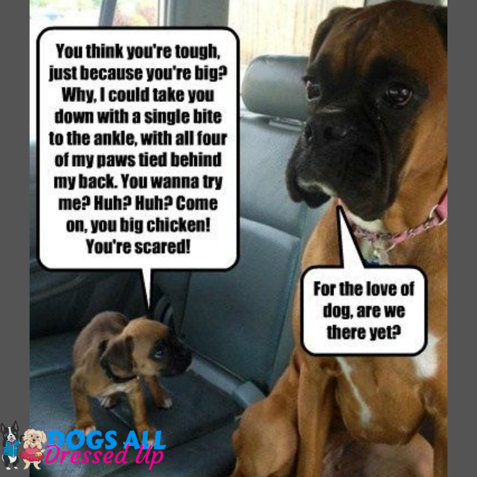 Huh Dog