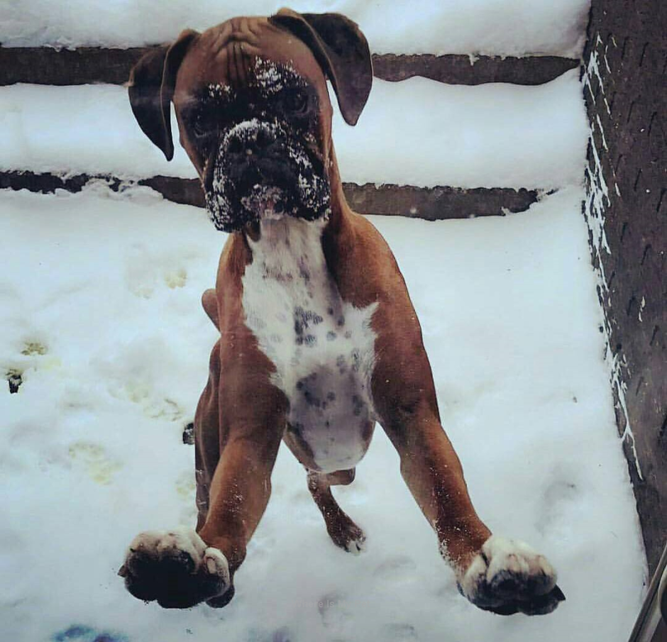 Немецкий боксер зима