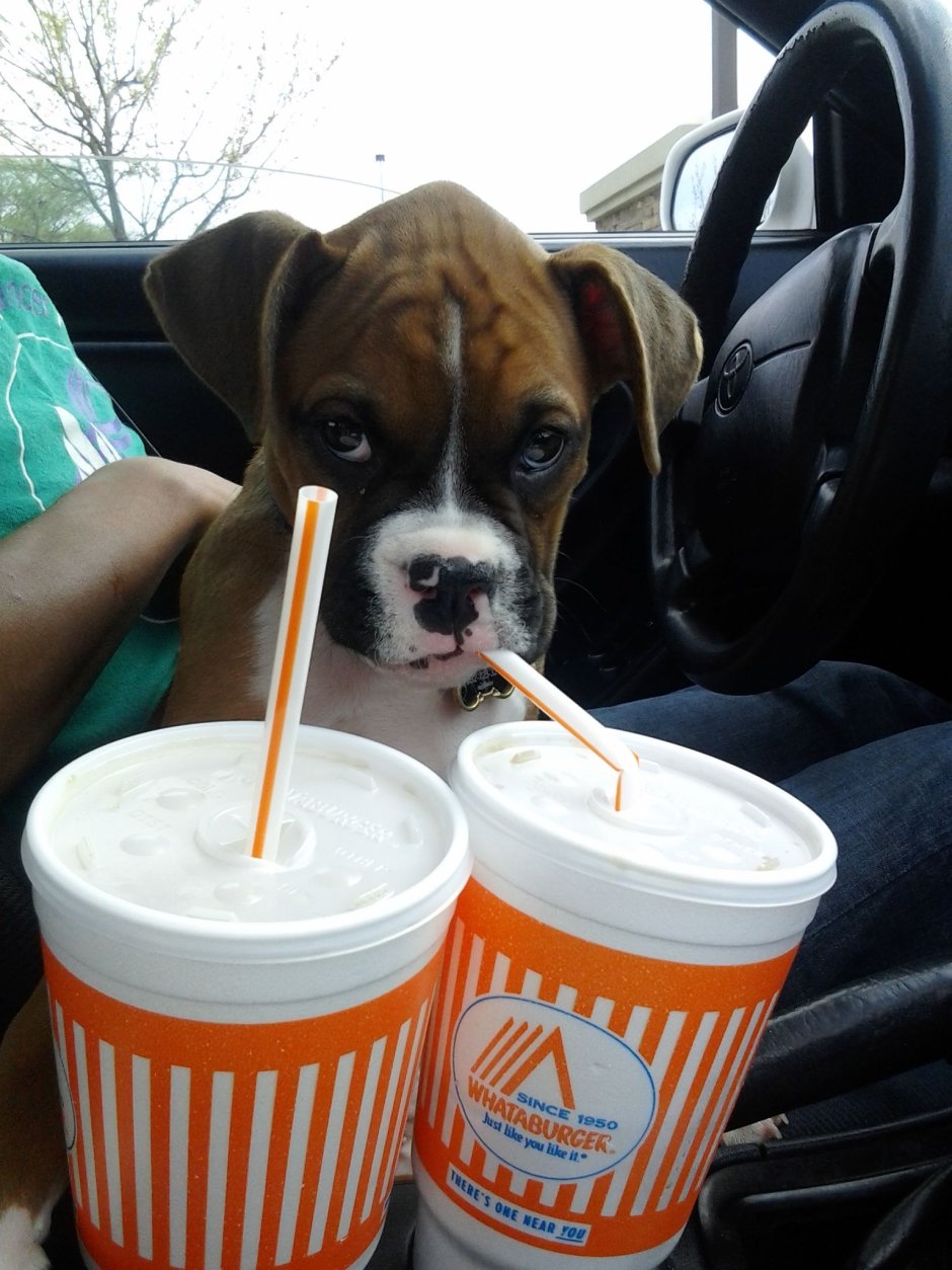 Thirsty Puppy